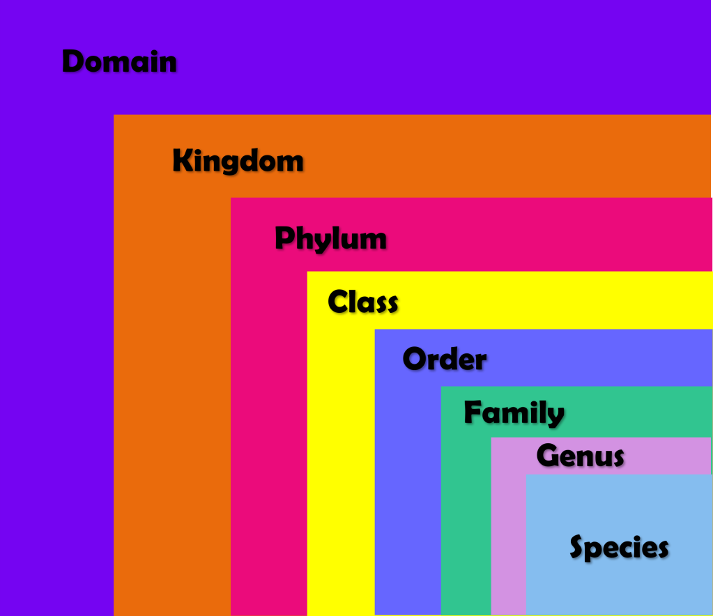 Domain > Kingdom > Phylum > Class > Order > Family > Genus > Species